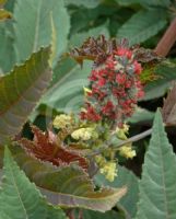 Ricinus communis