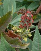 Ricinus communis