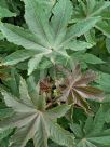 Ricinus communis