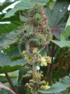 Ricinus communis