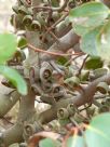 Eucalyptus serraensis