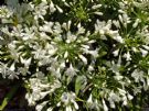 Agapanthus Snowball