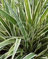 Dianella Border Silver