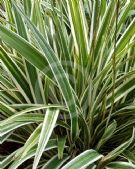 Dianella Border Silver