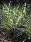 Dianella Border Silver