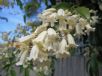 Pandorea pandorana Snowbells