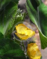 Abutilon grandifolium