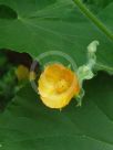 Abutilon grandifolium