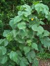 Abutilon grandifolium