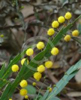 Acacia bifaria