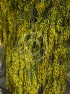 Acacia cardiophylla Gold Lace