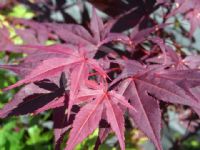 Acer palmatum Atropurpureum