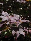 Acer palmatum Atropurpureum