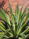 Agave desmettiana Variegata