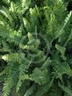 Achillea Moonshine