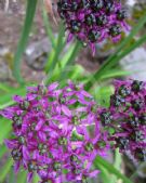 Allium wallichii