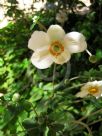 Anemone hybrida Honorine Jobert