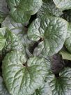 Asarum caudatum