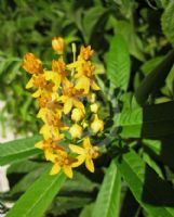 Asclepias curassavica Silky Gold