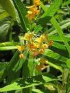 Asclepias curassavica Silky Gold