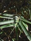 Bambusa multiplex Alphonso-Karrii