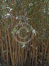 Bambusa multiplex Alphonso-Karrii