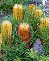 Banksia spinulosa collina Stumpy Gold