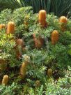 Banksia spinulosa collina Stumpy Gold