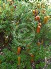 Banksia spinulosa collina Stumpy Gold