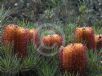 Banksia spinulosa spinulosa Coastal Cushion