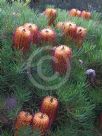 Banksia spinulosa spinulosa Coastal Cushion