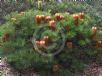 Banksia spinulosa spinulosa Coastal Cushion