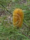 Banksia spinulosa collina