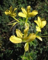 Barleria rotundifolia