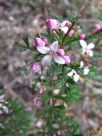 Boronia anemonifolia variabilis