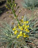 Bulbine asphodeloides