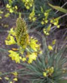 Bulbine glauca