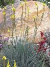 Bulbine glauca