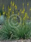 Bulbine glauca