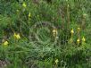 Bulbine glauca