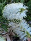 Callistemon citrinus White Anzac