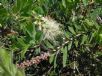 Callistemon citrinus White Anzac