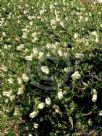 Callistemon citrinus White Anzac