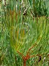 Calothamnus tuberosus