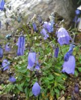 Campanula cespitosa