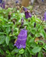 Campanula pulla