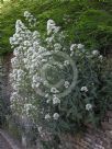 Centranthus ruber Albus