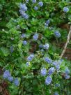 Ceanothus griseus horizontalis Yankee Point