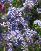 Ceanothus Blue Cushion