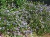 Ceanothus Blue Cushion